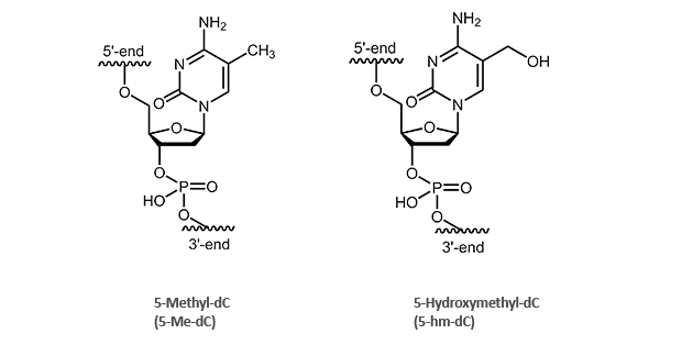 5-Me-dc, 5-hm-dc 5-Methyl-2'deoxycytidine (5-Me-dC)- and 5-Hydroxymethyl-2'deoxycytidine (5-hm-dC)